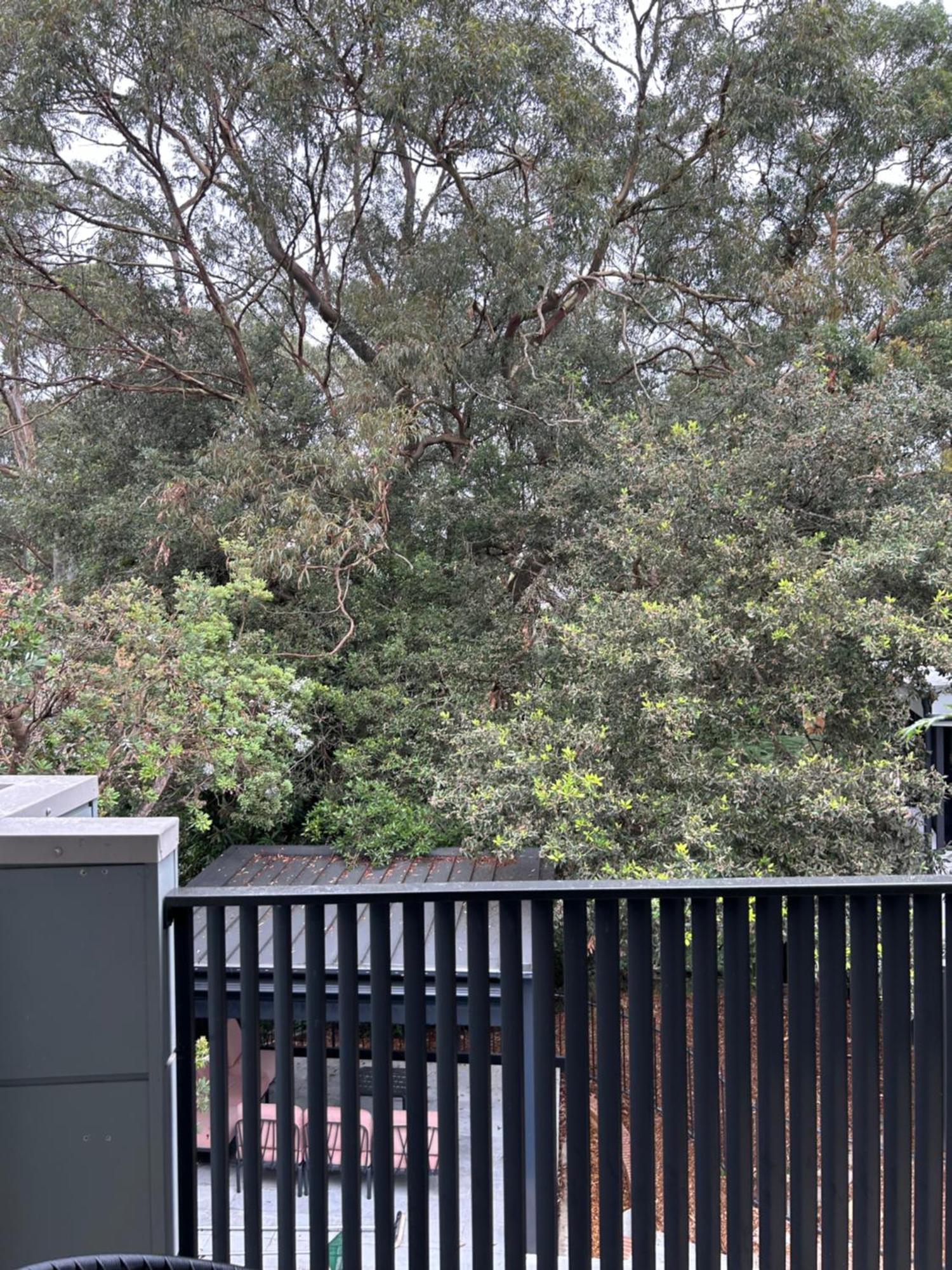 Bushland Setting Close To Sydney Cbd- Stand Alone Apartment מראה חיצוני תמונה
